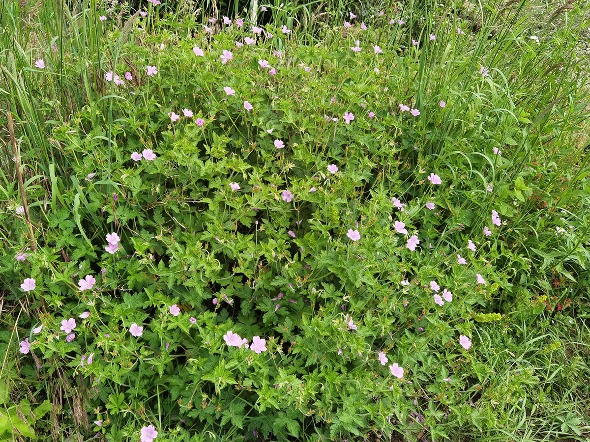 Geranium endressii 2